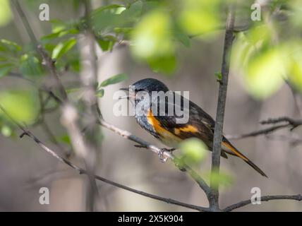 American Redstart perchée sur le chant de branche au printemps à Ottawa, Canada Banque D'Images