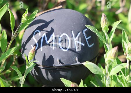 Natur 09.05.2024, Ostramondra, Aschenbecker mit der Aufschrift Smoke in Salbei Salvia *** nature 09 05 2024, Ostramondra, Aschenbecker avec l'inscription Smoke in sage Salvia Banque D'Images