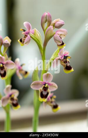 Saint-Gall, Suisse, 2 mars 2024 Ophris Tenthredinifera ou fleur d'orchidée de sciette au jardin botanique Banque D'Images