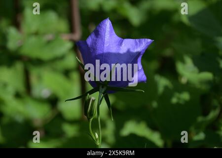 Spaziergang durch den Ort Traunkirchen am Traunsee im oberösterreichischen Salzkammergut, AM 09.05.2024. DAS Bild zeigt die Blüte einer Glockenblume 2024 - Spaziergang durch den Ort Traunkirchen am Traunsee im oberösterreichischen Salzkammergut, AM 09.05.2024. *** Promenade à travers le village de Traunkirchen am Traunsee dans le Salzkammergut de haute-Autriche, le 09 05 2024 la photo montre la fleur d'un chellesol 2024 promenade à travers le village de Traunkirchen am Traunsee dans le Salzkammergut de haute-Autriche, le 09 05 2024 Banque D'Images