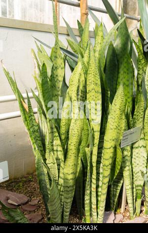 Saint-Gall, Suisse, 2 mars 2024 Sansevieria Trifasciata ou plante de serpent au jardin botanique Banque D'Images