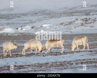 Deux vaches se battent. Le renne du Svalbard dans le parc national Van Mijenfjorden, une sous-espèce endémique de rennes, qui vit uniquement dans le Svalbard et n'a jamais été domestiquée. Régions polaires, hiver arctique. Banque D'Images