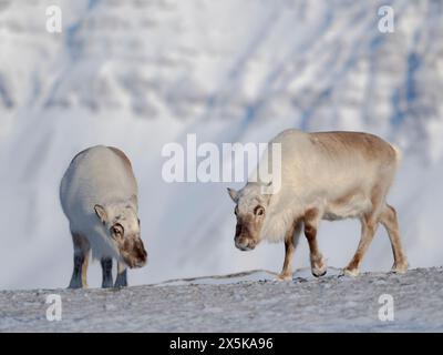 Rennes du Svalbard (mâle, Rangifer tarandus platyrhynchos) dans le parc national Van Mijenfjorden, une sous-espèce endémique de rennes, qui vit uniquement au Svalbard et n'a jamais été domestiquée. Régions polaires, hiver arctique. Banque D'Images