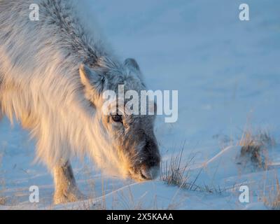 Rennes mâles du Svalbard près de Pyramiden, une sous-espèce endémique de rennes, qui vit uniquement au Svalbard et n'a jamais été domestiquée. Régions polaires, hiver arctique. Banque D'Images