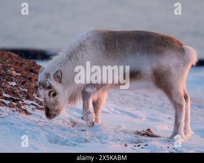 Rennes mâles du Svalbard dans le Gronfjorden, une sous-espèce endémique de rennes, qui vit seulement dans le Svalbard et n'a jamais été domestiquée. Régions polaires, hiver arctique. Banque D'Images