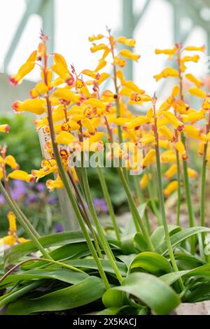 Saint-Gall, Suisse, 24 mars 2024 Lachenalia Aloides fleurit au jardin botanique Banque D'Images