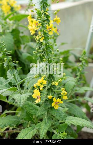 Saint-Gall, Suisse, 24 mars 2024 plante Verbascum Arcturus au jardin botanique Banque D'Images