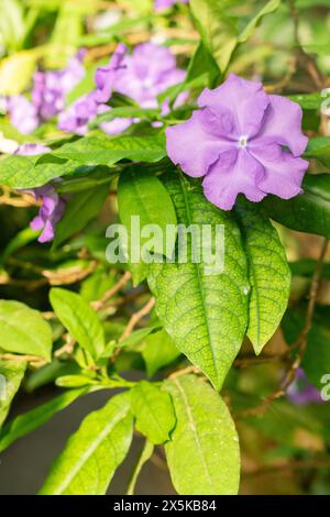 Saint-Gall, Suisse, 24 mars 2024 Brunfelsia Pauciflora plante au jardin botanique Banque D'Images