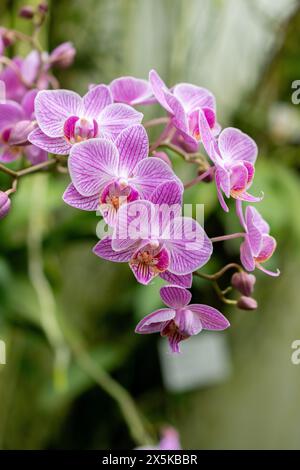 Saint-Gall, Suisse, 24 mars 2024 Phalaenopsis fleurit au jardin botanique Banque D'Images