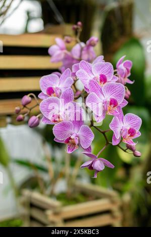 Saint-Gall, Suisse, 24 mars 2024 Phalaenopsis fleurit au jardin botanique Banque D'Images