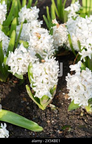 Saint-Gall, Suisse, 24 mars 2024 Hyacinthus Orientalis fleurit au jardin botanique Banque D'Images