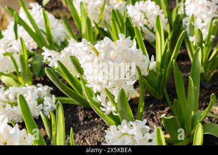 Saint-Gall, Suisse, 24 mars 2024 Hyacinthus Orientalis fleurit au jardin botanique Banque D'Images