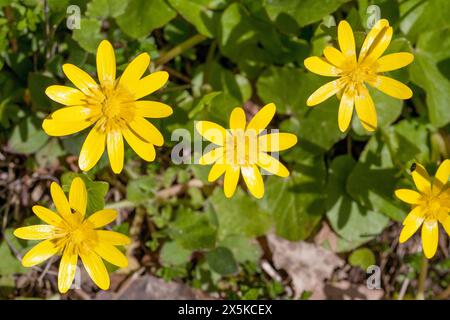 FICARIA VERNA Ranunculus ficaria Banque D'Images