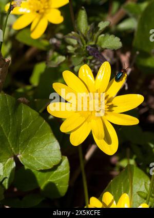 FICARIA VERNA Ranunculus ficaria Banque D'Images