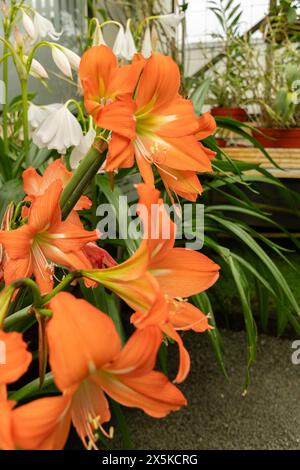 Saint-Gall, Suisse, 7 avril 2024 Hippeastrum Blossfeldiae fleurit au jardin botanique Banque D'Images