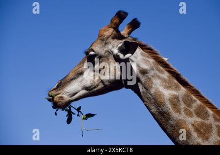 Zimbabwe, 3 mai 2024. Portrait d'une girafe dans une réserve naturelle au Zimbabwe. Crédit : Vuk Valcic/Alamy Banque D'Images