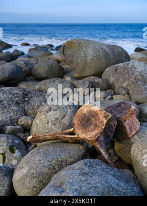 Vertèbres d'une baleine, côte près de Mefjordvaer. L'île de Senja pendant l'hiver dans le nord de la Norvège. Banque D'Images