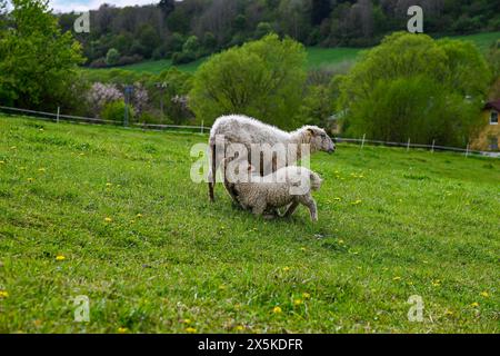 mère mouton nourrit les bébés agneaux sur une prairie verte. Banque D'Images