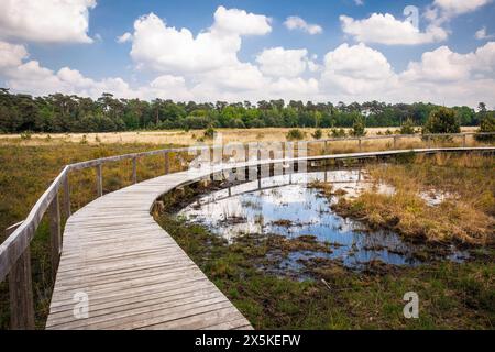 Sentier de planches au marais de grosses Veen dans la réserve naturelle forestière de Diersfordt entre Hamminkeln et Wesel, Parc naturel de Hohe Mark, Westmuensterland Banque D'Images