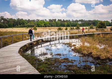 Sentier de planches au marais de grosses Veen dans la réserve naturelle forestière de Diersfordt entre Hamminkeln et Wesel, Parc naturel de Hohe Mark, Westmuensterland Banque D'Images