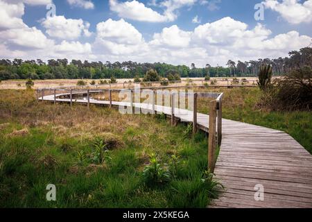 Sentier de planches au marais de grosses Veen dans la réserve naturelle forestière de Diersfordt entre Hamminkeln et Wesel, Parc naturel de Hohe Mark, Westmuensterland Banque D'Images