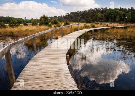 Sentier de planches au marais de grosses Veen dans la réserve naturelle forestière de Diersfordt entre Hamminkeln et Wesel, Parc naturel de Hohe Mark, Westmuensterland Banque D'Images