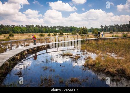 Sentier de planches au marais de grosses Veen dans la réserve naturelle forestière de Diersfordt entre Hamminkeln et Wesel, Parc naturel de Hohe Mark, Westmuensterland Banque D'Images