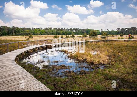 Sentier de planches au marais de grosses Veen dans la réserve naturelle forestière de Diersfordt entre Hamminkeln et Wesel, Parc naturel de Hohe Mark, Westmuensterland Banque D'Images