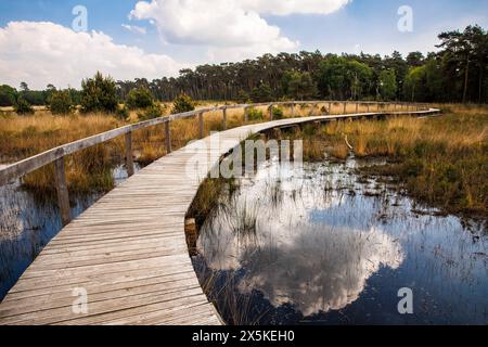 Sentier de planches au marais de grosses Veen dans la réserve naturelle forestière de Diersfordt entre Hamminkeln et Wesel, Parc naturel de Hohe Mark, Westmuensterland Banque D'Images