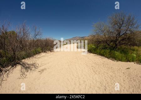 Le grand espace ouvert du glorieux Catalina State Park, Oro Valley, Arizona (USA). Caractéristiques naturelles, espace ouvert, appel esthétique, paysage, pittoresque Banque D'Images