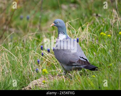 Pigeon des bois commun reposant parmi l'herbe verte et les fleurs sauvages un jour de printemps Banque D'Images