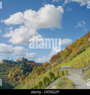 Route du vin rouge près de Bad Neuenahr-Ahrweiler à Ahrtal, Rhénanie-Palatinat, Allemagne Banque D'Images