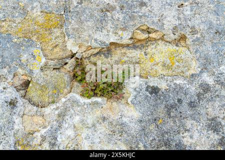 Portugal, Caminha. Mur de roche avec végétation. Petite plante poussant sur un mur de pierre. Banque D'Images