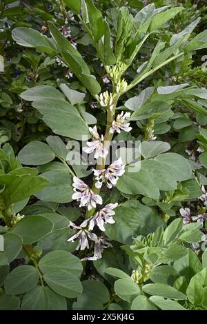 Fleurs sur la plante de fève Fava poussant dans le jardin avant que les haricots aient commencé à se développer Banque D'Images