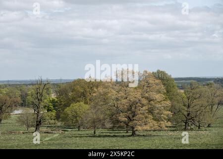 Vue sur Petworth Park West Sussex, Angleterre Banque D'Images