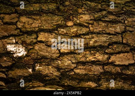 Vue détaillée de la texture rugueuse et des motifs complexes sur l'écorce d'un arbre. Banque D'Images