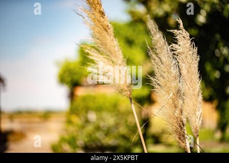 Gros plan sur les délicats détails de plumes d'herbe de pampa dans un jardin serein. Banque D'Images