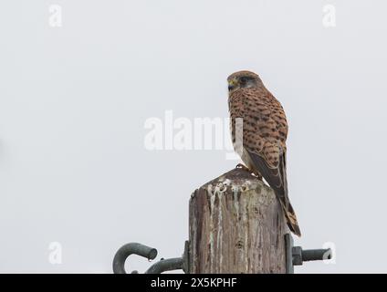 Un gros plan d'une belle femelle Cestrel ( Falco tinnunculus ) utilisant le poste de télégraphe comme poste de guet pendant la chasse à la nourriture. Suffolk, Royaume-Uni Banque D'Images