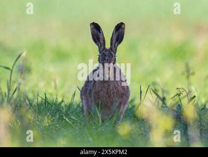 Un vieux lièvre brun sage ( Lepus europaeus) se relaxant à l'ombre sur une marge d'herbe fermière. Suffolk Royaume-Uni Banque D'Images