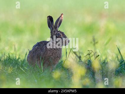 Un vieux lièvre brun sage ( Lepus europaeus) se relaxant à l'ombre sur une marge d'herbe fermière. Suffolk Royaume-Uni Banque D'Images