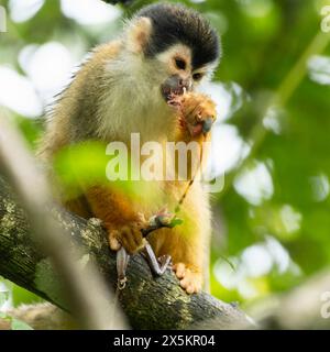 Singe écureuil d'Amérique centrale, Saimiri oerstedii, grimper à l'arbre, manger grenouille, Costa Rica, Amérique centrale Banque D'Images