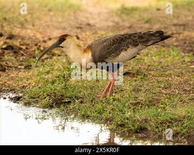 Ibis à col rigide, Theristicus caudatus, alias Ibis à gorge blanche, chasse, Pantanal, Brésil, Amérique du Sud Banque D'Images