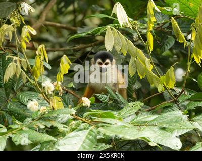 Singe écureuil d'Amérique centrale, Saimiri oerstedii, arbre grimpant au Costa Rica, Amérique centrale Banque D'Images