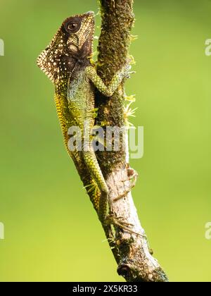 Iguane à casque, alias iguane à casque lisse, basilic à casque, lézard élégant à casque, Corytophanes cristatus, Costa Rica, Amérique centrale Banque D'Images