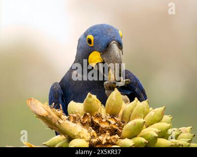 Macaw Hyacinthe, Anodorhynchus hyacinthinus, Brésil, Amérique du Sud Banque D'Images