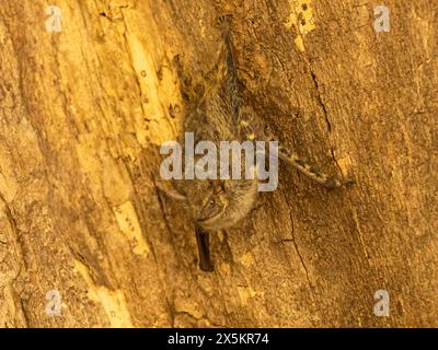 Proboscis Bat, Rhynchonycteris naso, Brésil, Amérique du Sud Banque D'Images