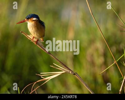 Malachite Kingfisher, Alcedo cristata, assis sur une branche, Tanzanie, Afrique Banque D'Images