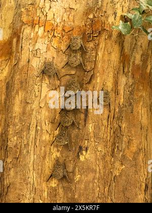 Proboscis Bat, Rhynchonycteris naso, Brésil, Amérique du Sud Banque D'Images