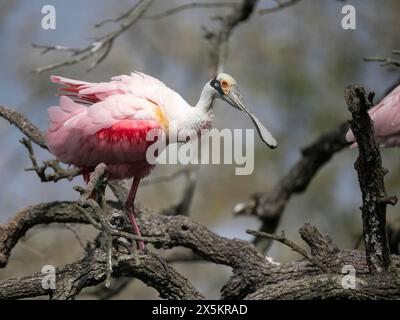 Roseate Spoonbill, Platalea Ajaja, Floride, États-Unis Banque D'Images