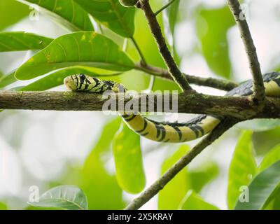 Serpent de rat tigre, Spilotes pullatus, dans l'arbre, Costa Rica, Amérique centrale Banque D'Images